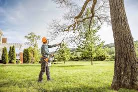 Best Palm Tree Trimming  in Concordia, KS