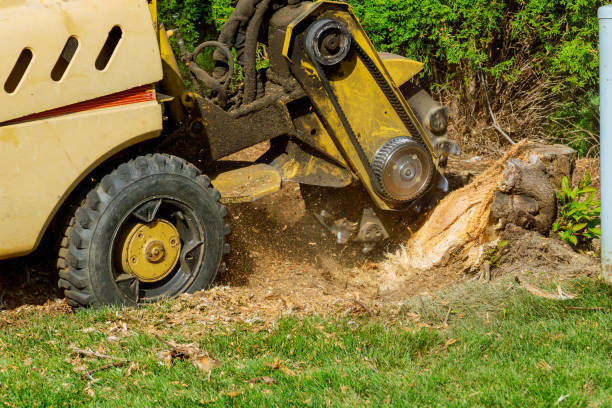 Best Seasonal Cleanup (Spring/Fall)  in Concordia, KS