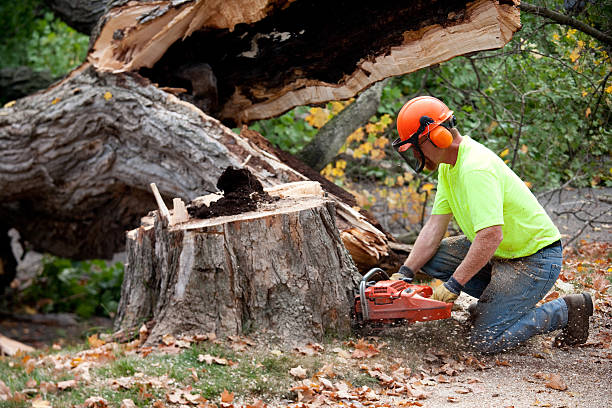 Best Emergency Tree Removal  in Concordia, KS